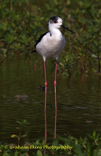 Black-winged Stlit
Long Valley (near Sheng Shui Township)